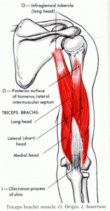 نمایش عضلات بازو